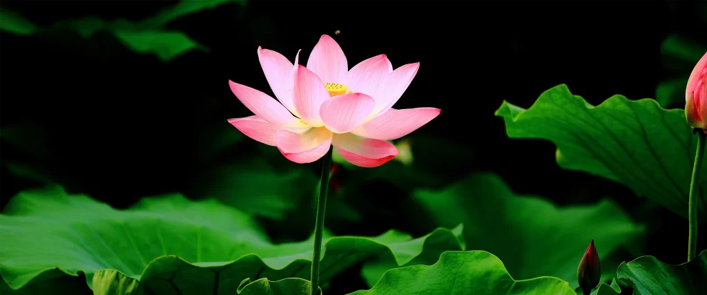 pink lotus flower green leaves serene nature
