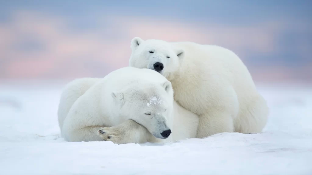 Polar Bears Snow White Fur Cold Arctic