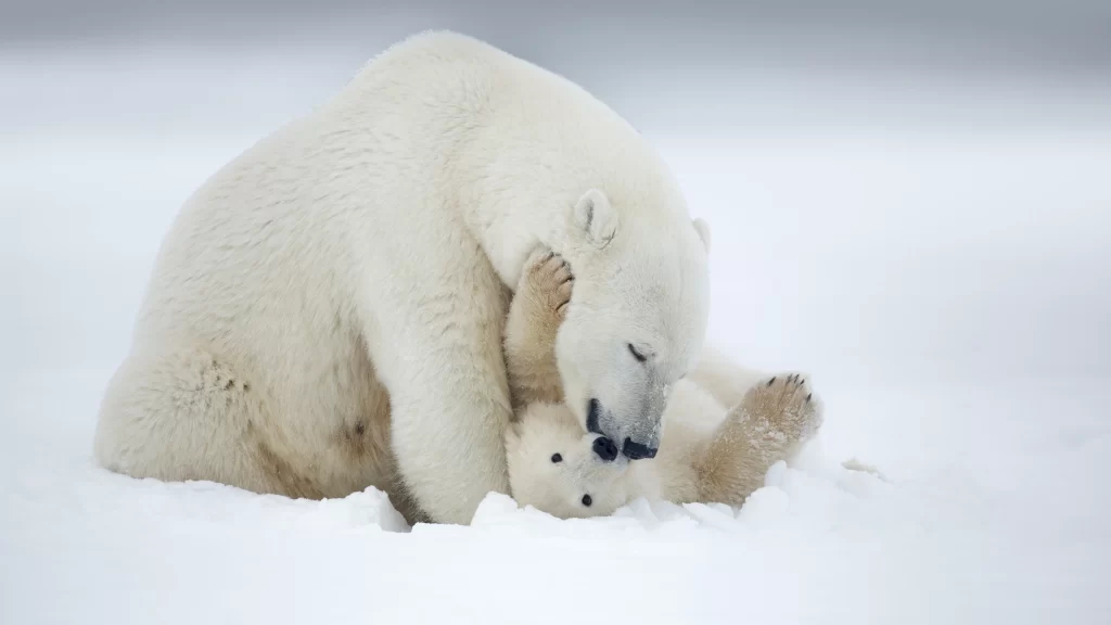 Polar Bears Snow White Fur Playful Interaction Arctic