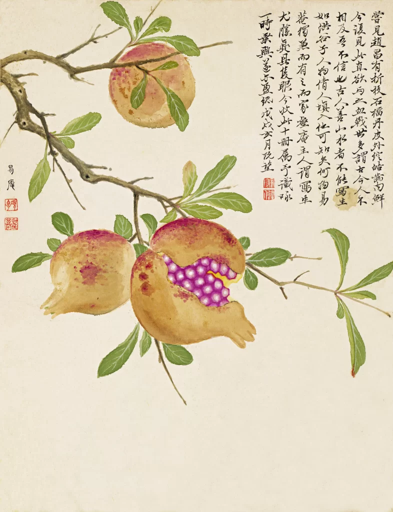 Pomegranate Branch Open Fruit Ruby Seeds Xiang Shengmo