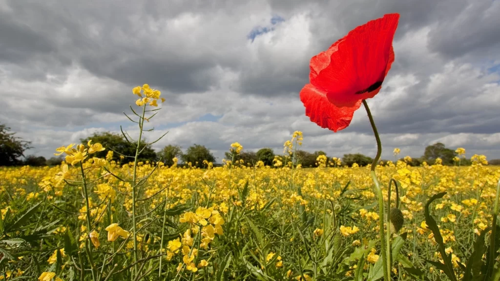 poppy flower field sky cloud