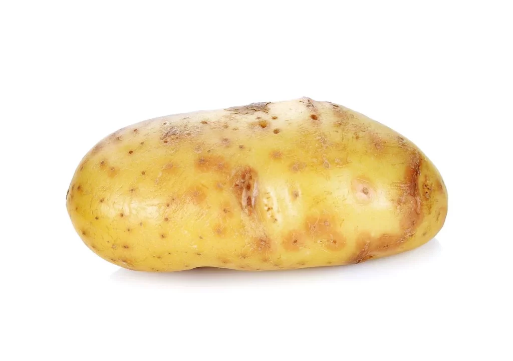 Potato Yellow Bumpy Skin
