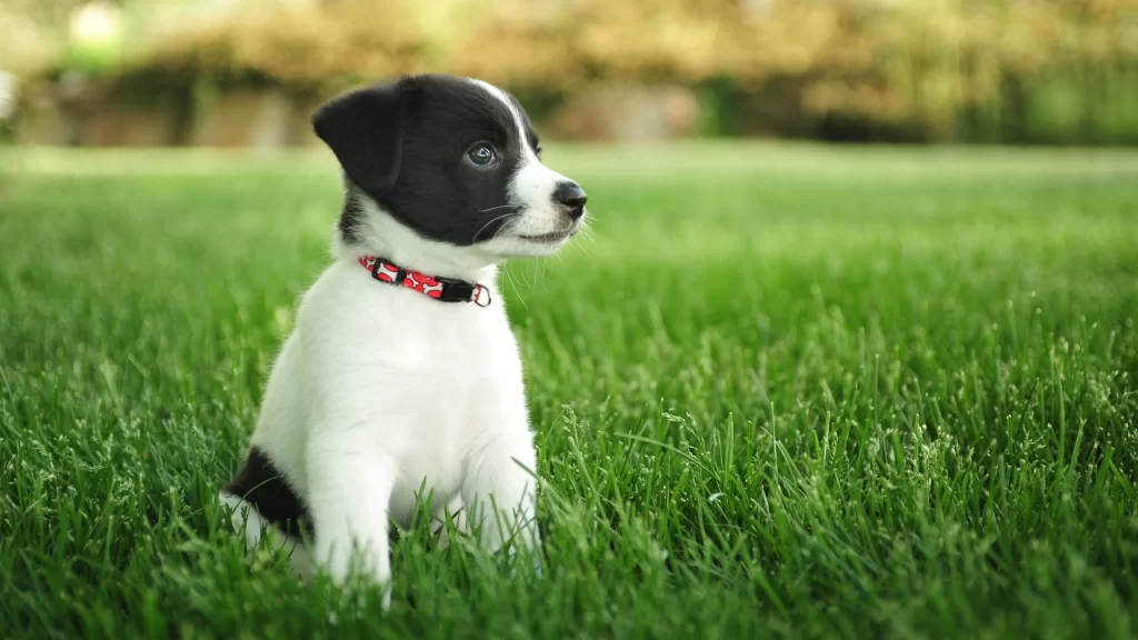 Puppy Black and White Grass Collar Nature