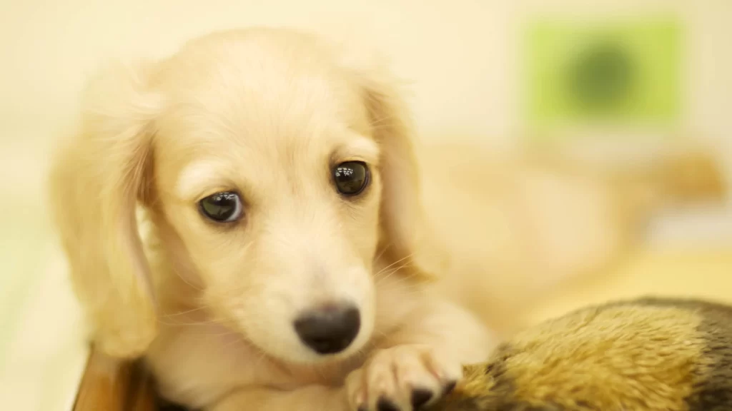 Puppy Fluffy Brown Eyes Cute Soft