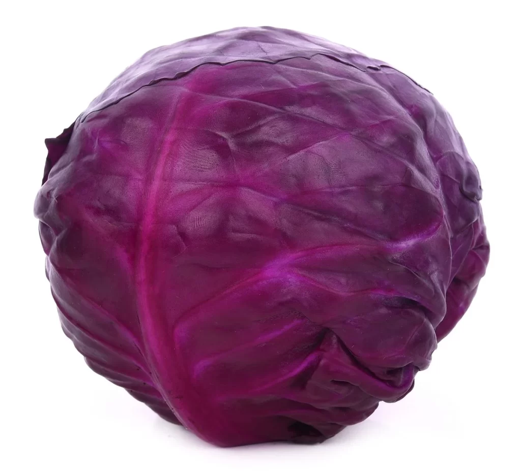 Purple Cabbage Dark Green Crisp Fresh