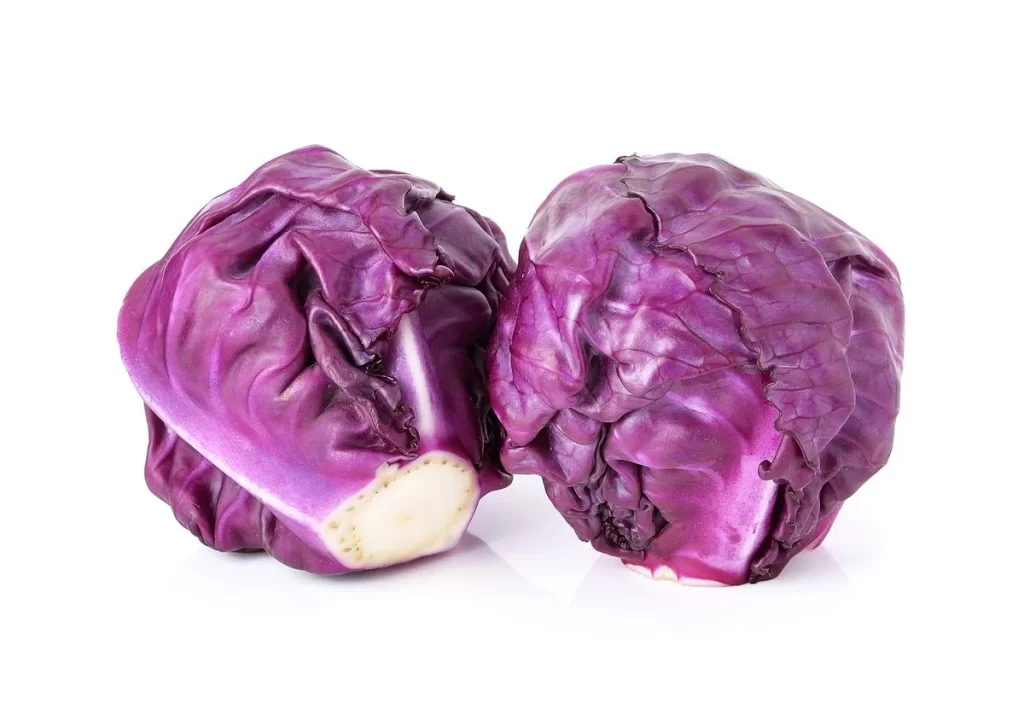 Purple Cabbage Head Crisp Fresh
