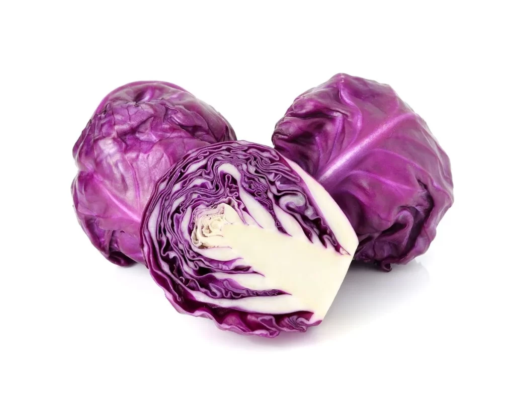 Purple Cabbage Head Crisp Layered