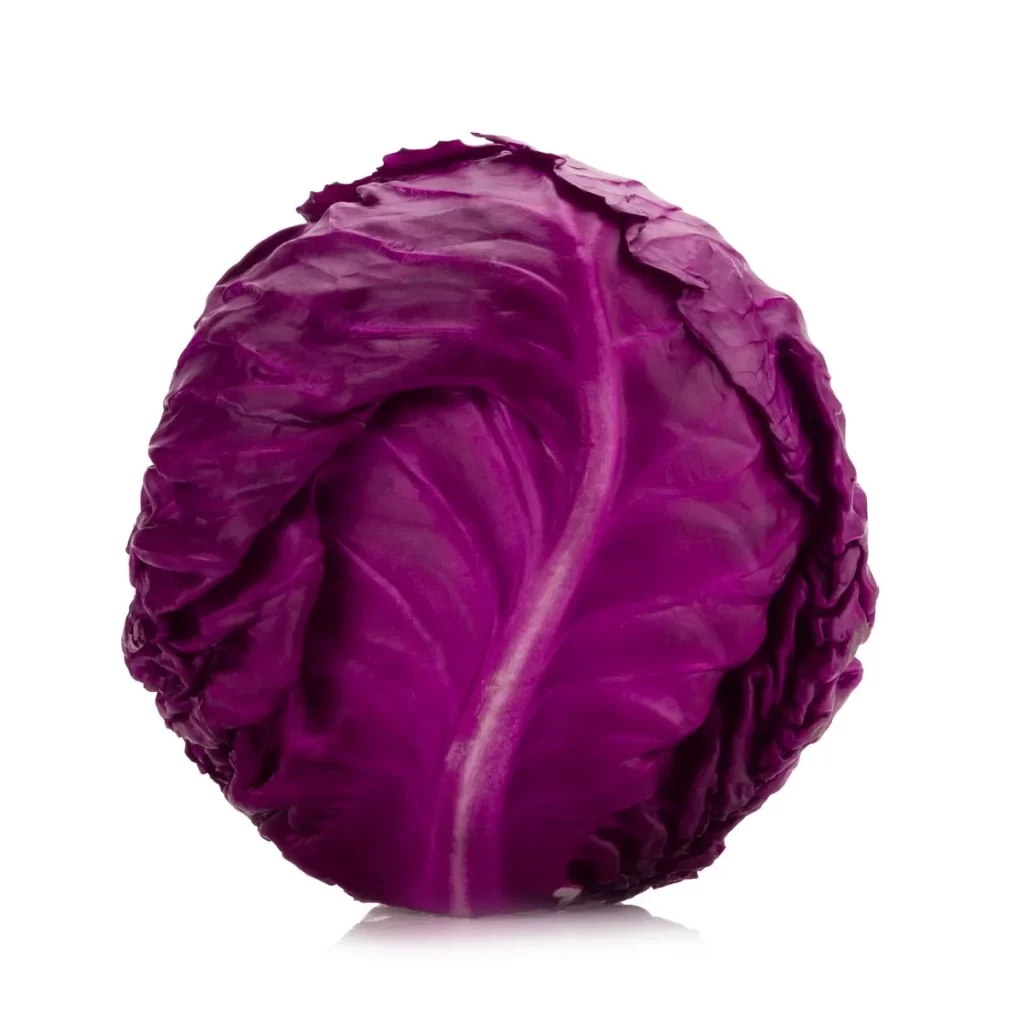 Purple Cabbage Round Crisp Leafy