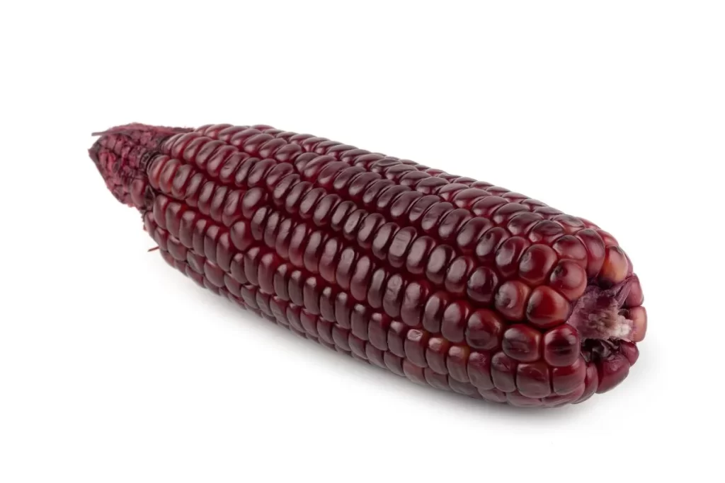 Purple Corn Ear Dark Kernel Shiny