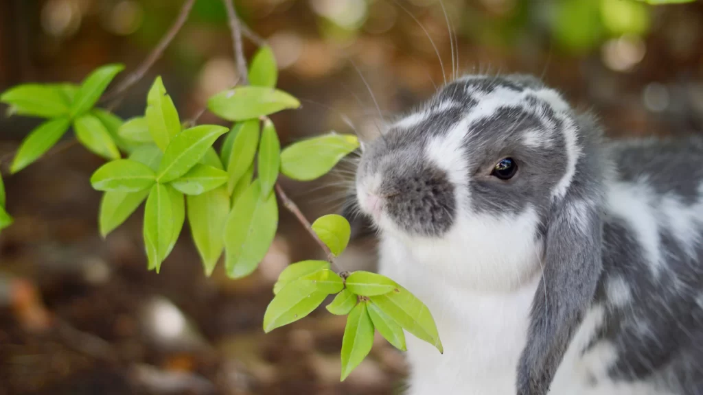 Rabbit Green Leaves Nature Outdoors Curiosity