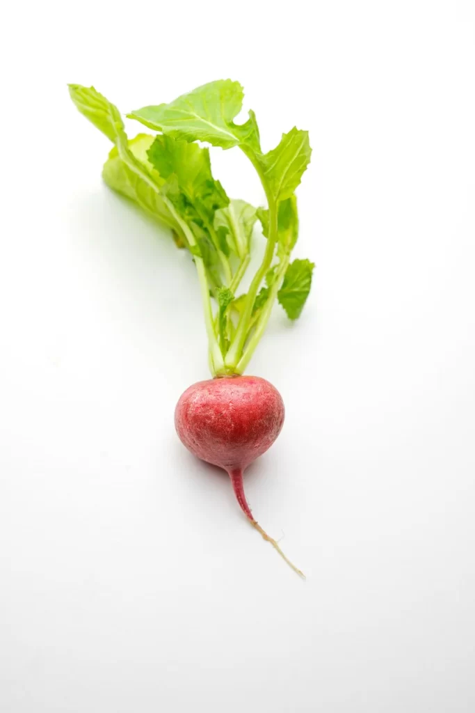 Radish Red Root Leafy Fresh