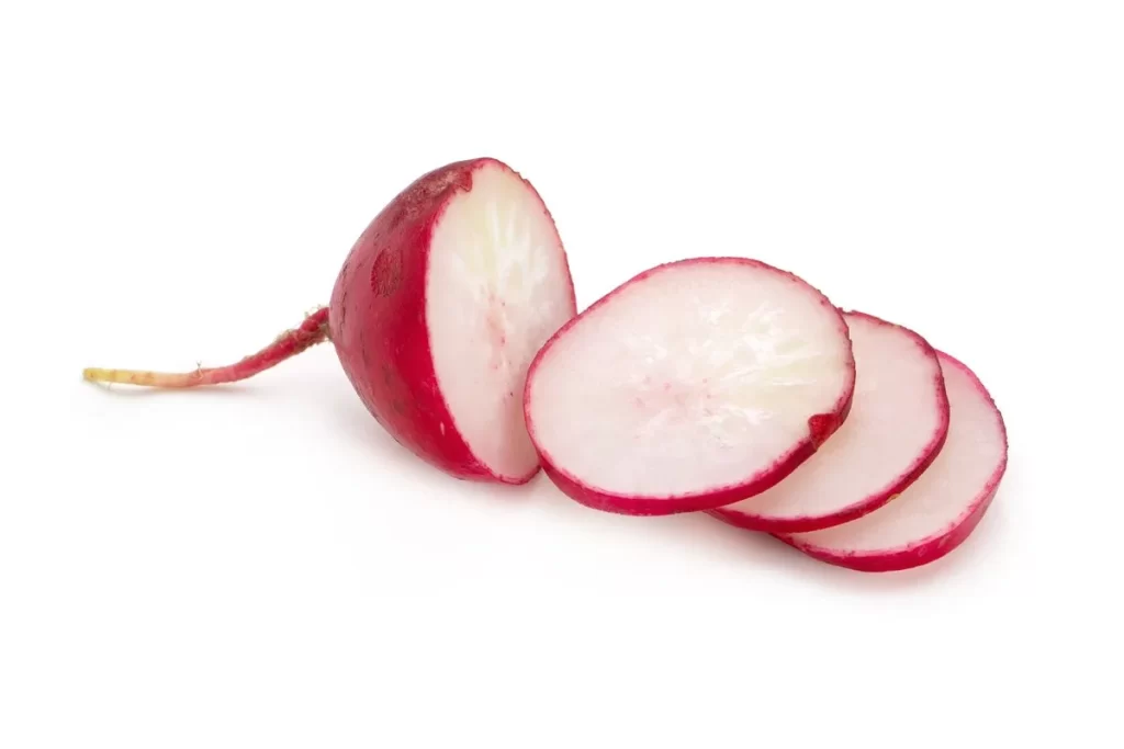Radish Red White Crunchy Fresh