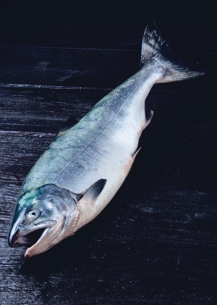 Raw Fish Silver Color Dark Background