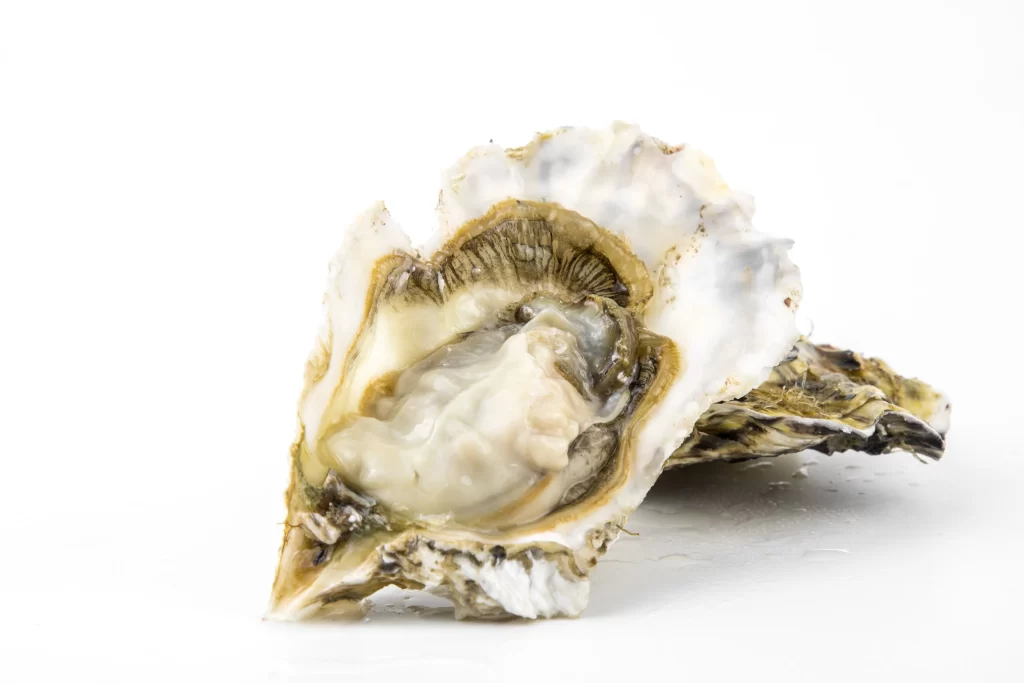Raw Oyster Open Shell White Background