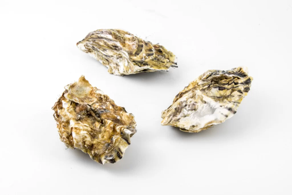 Raw Oysters Brown Shell White Background