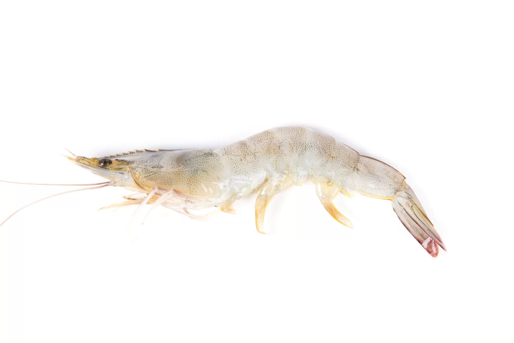 Raw Shrimp White Background