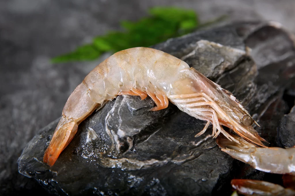 Raw Shrimp White Shell Dark Rock