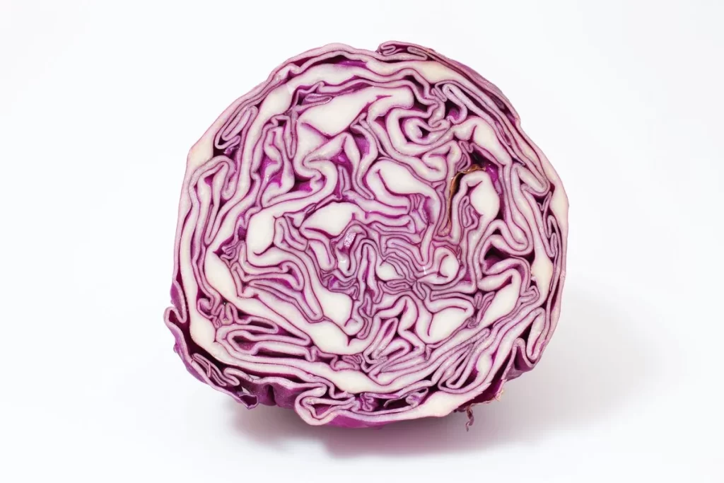 Red Cabbage Purple Layered Crisp
