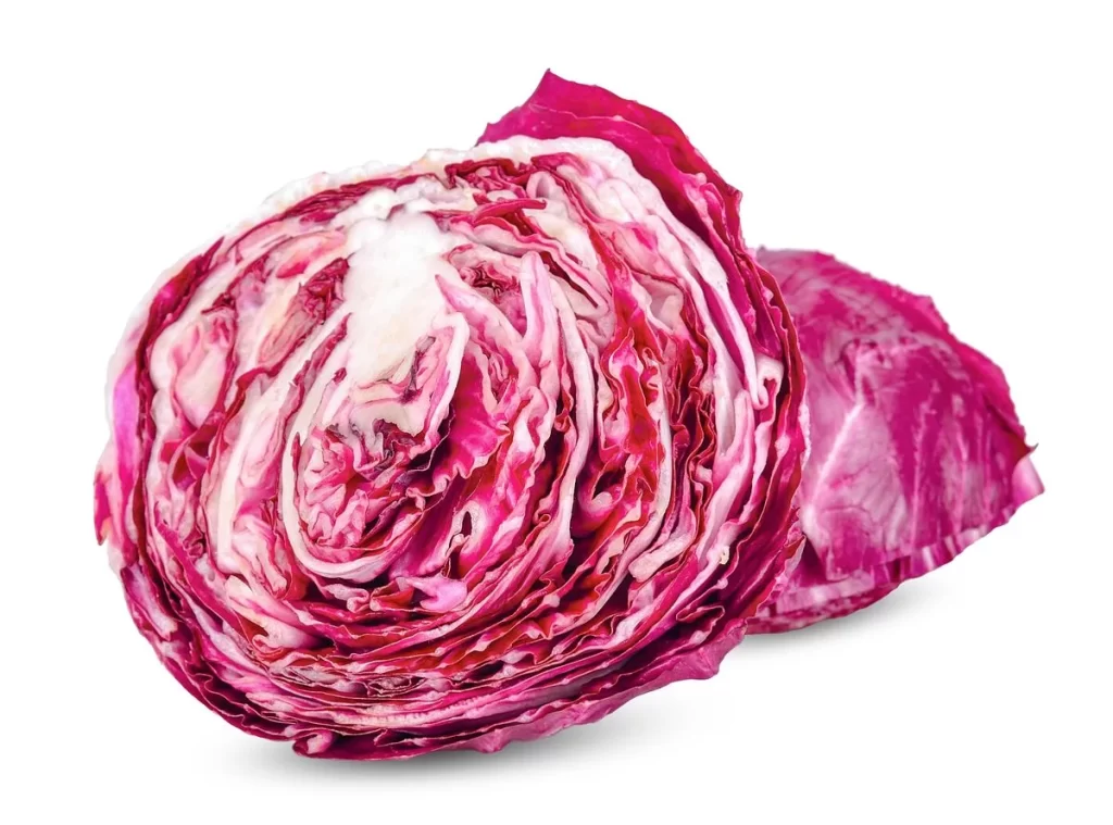 Red Cabbage Purple Layered Crunchy