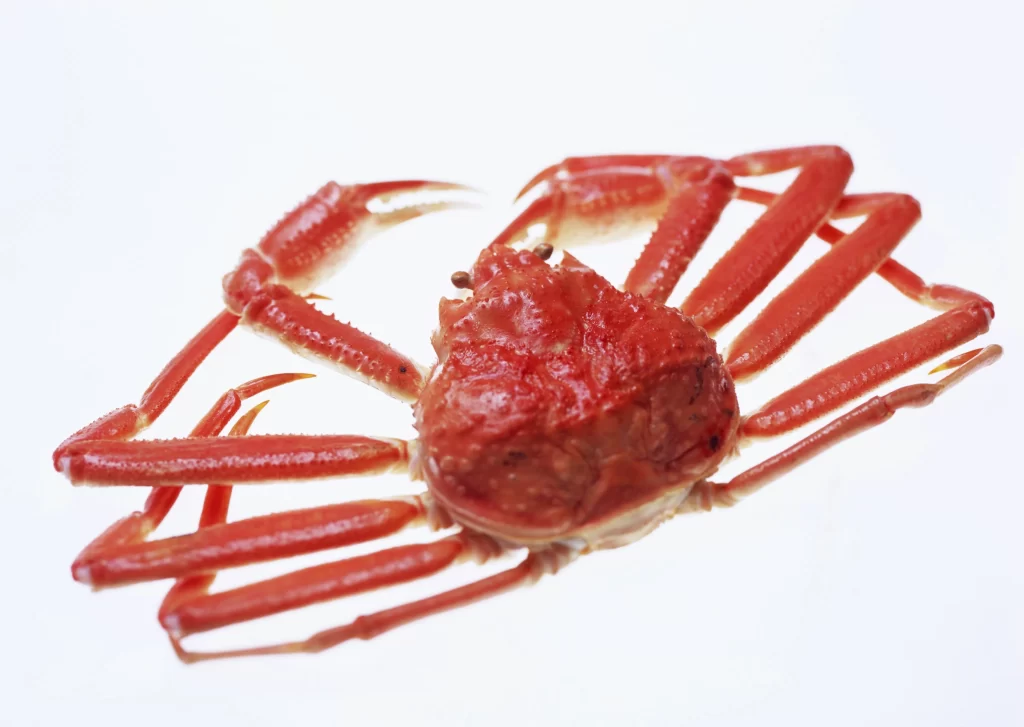 Red Crab Shell Crustacean White Background