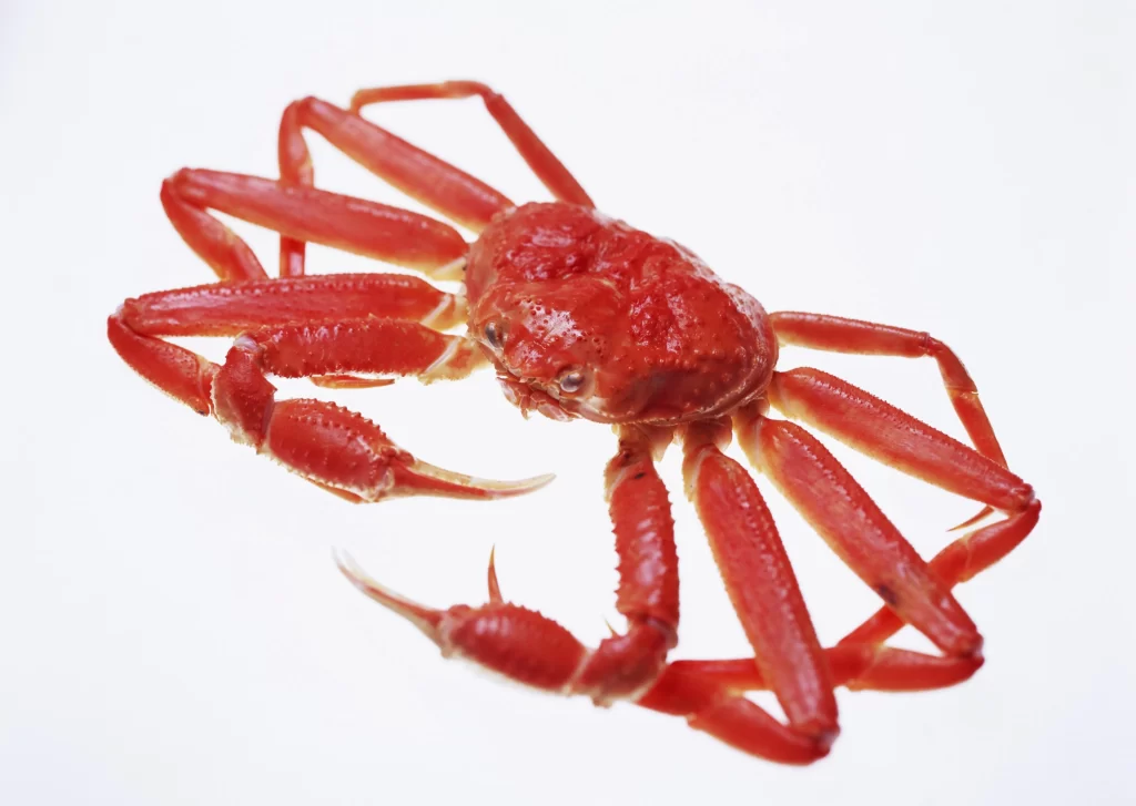 Red Crab Shellless White Background