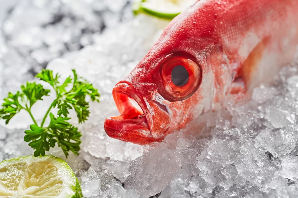 Red Fish Fresh Ice Lime Parsley