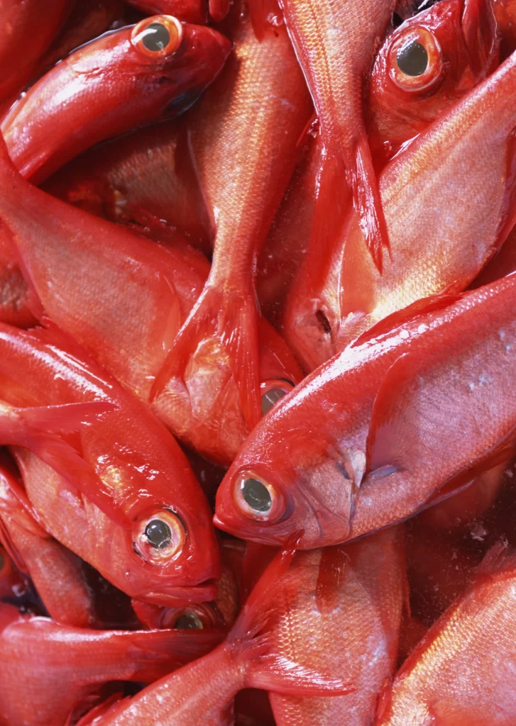 Red Fish Fresh Raw