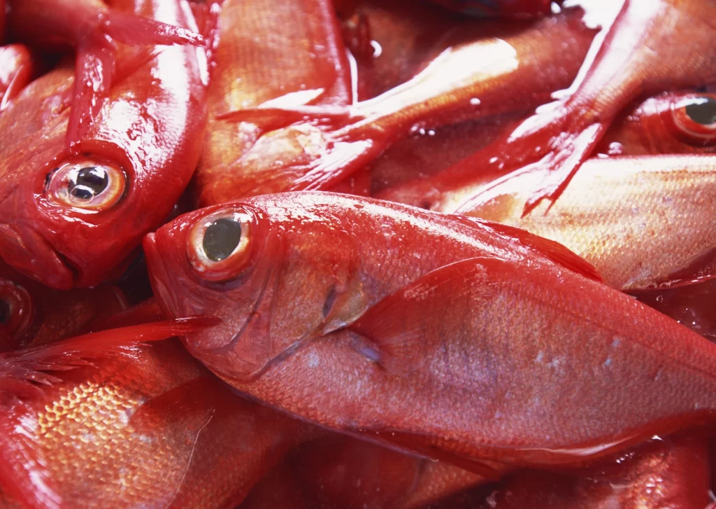 Red Fish Fresh Whole Shiny Scales