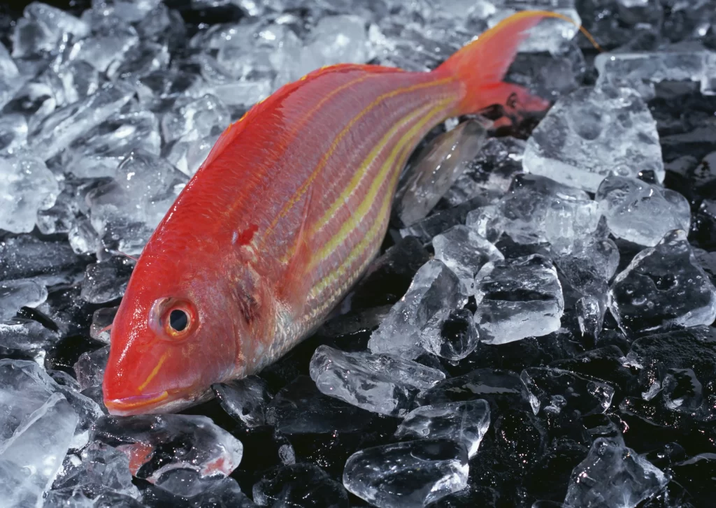 Red Fish Ice Crisp Fresh