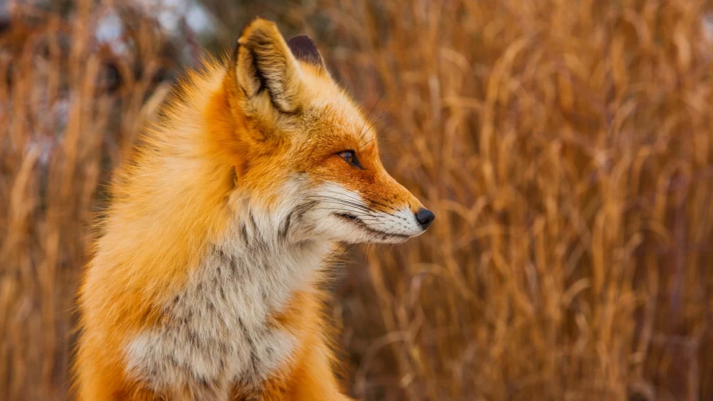 Red Fox Autumn Field Nature Wildlife
