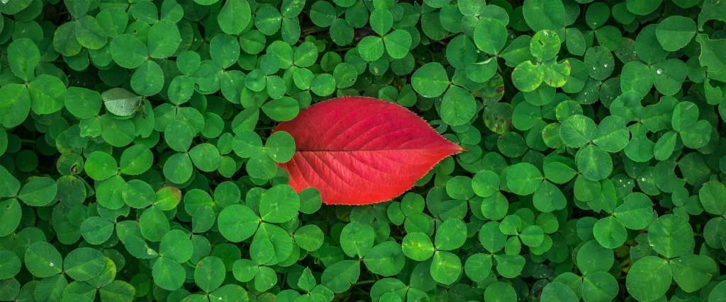 red leaf green clover nature vibrant contrast