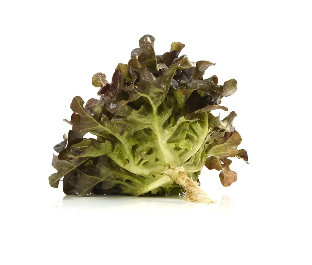 Red Leaf Lettuce Dark Green Crisp Fresh
