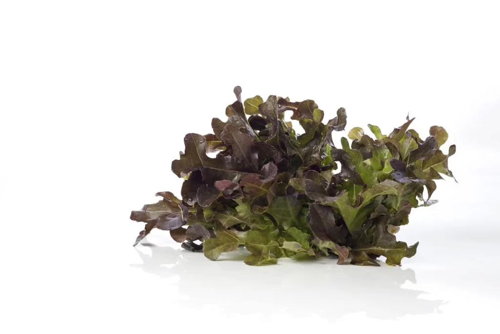 Red Leaf Lettuce Purple Green Crisp Fresh