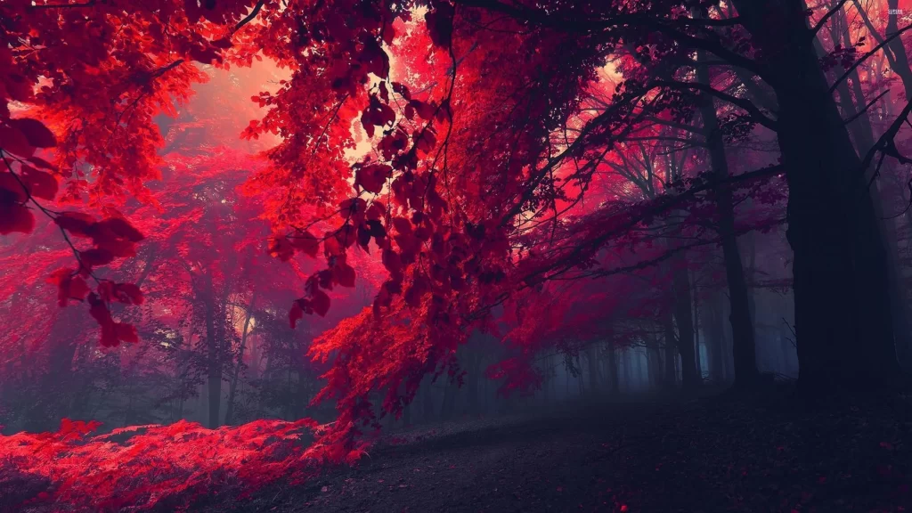 red leaves autumn forest sunlight mist