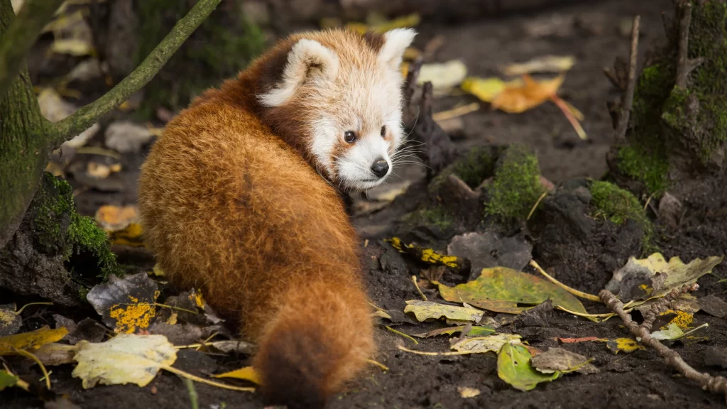 Red Panda Autumn Forest Moss Leaves