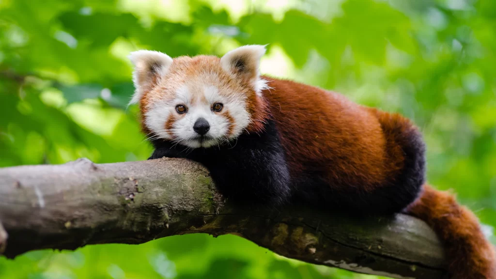 Red Panda Nature Branch Green Leaves