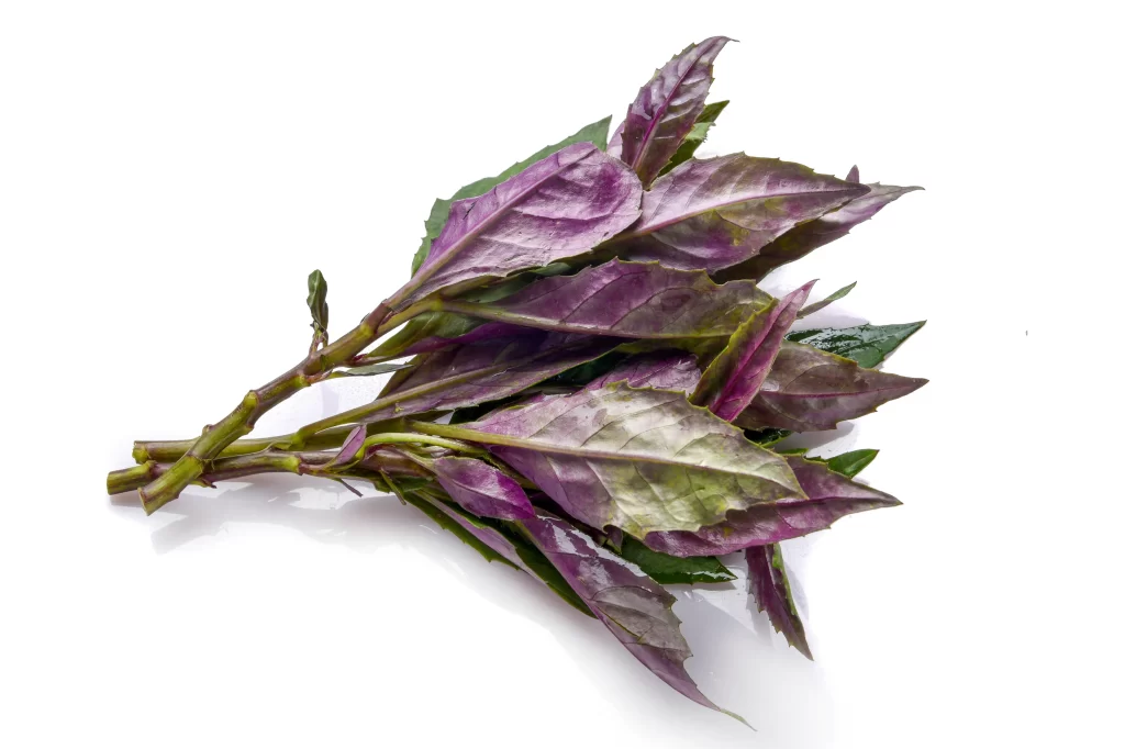 Red Perilla Leaves Purple Edible Herb Fresh