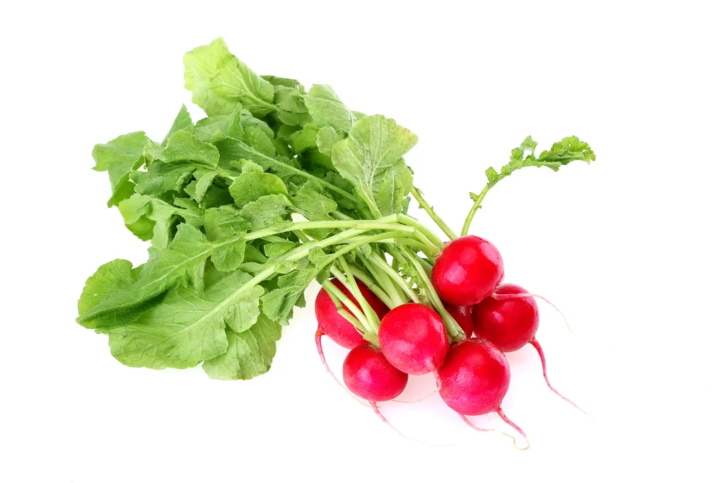 Red Radish Fresh Green Leafy