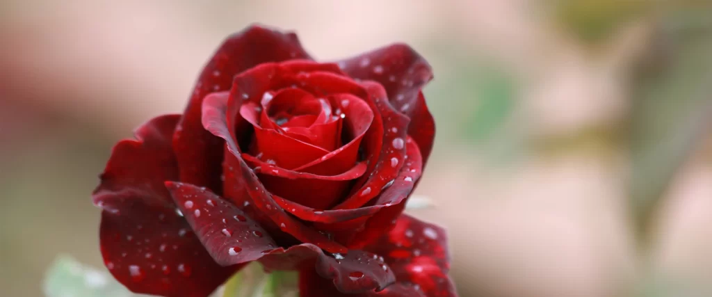 Red Rose Water Droplets Vibrant Delicate Nature Beauty