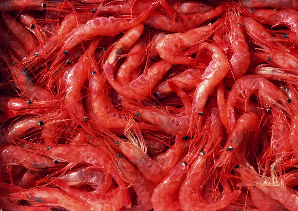 Red Shrimp Fresh Raw