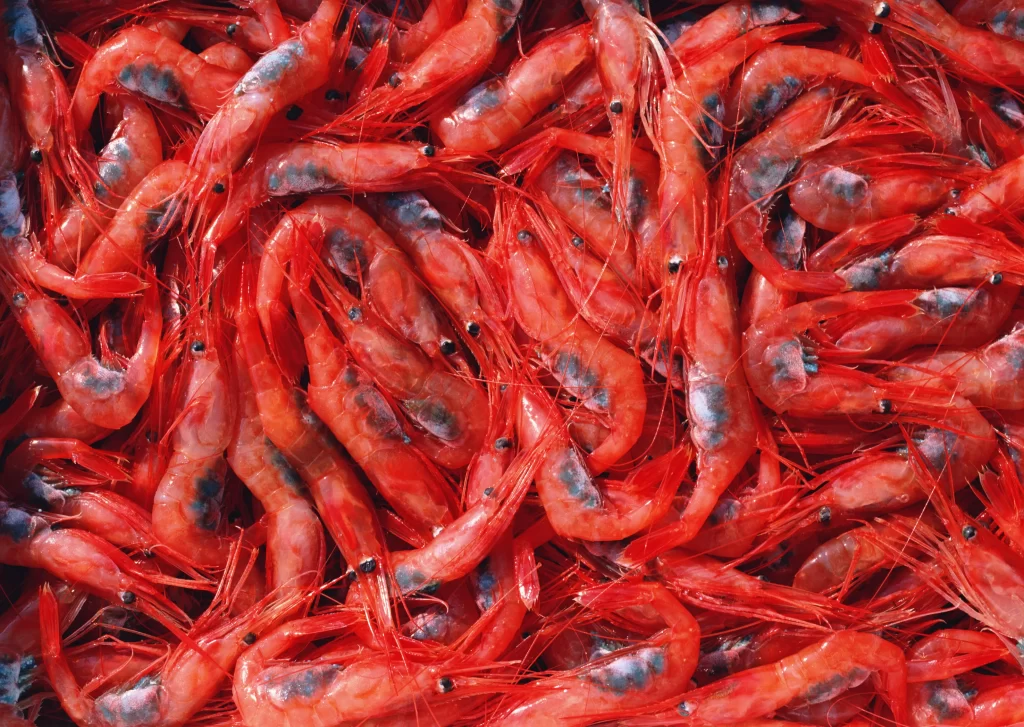 Red Shrimp Fresh Seafood