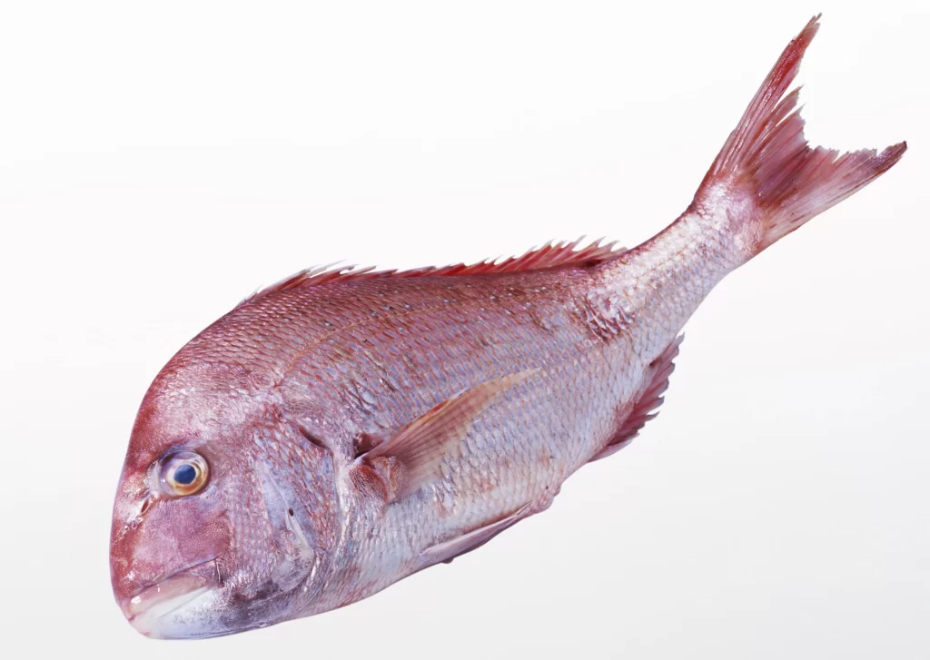 Red Snapper Fresh Fish White Background