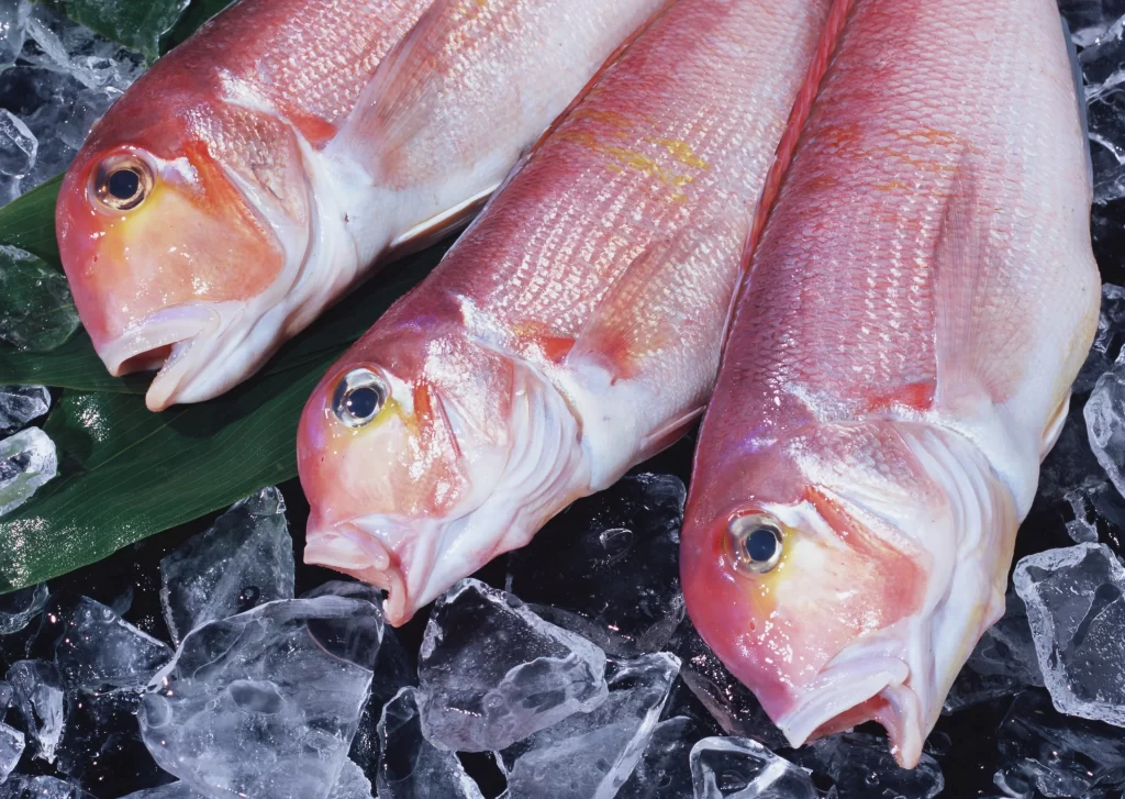Red Snapper Fresh White Flesh Ice Crystals