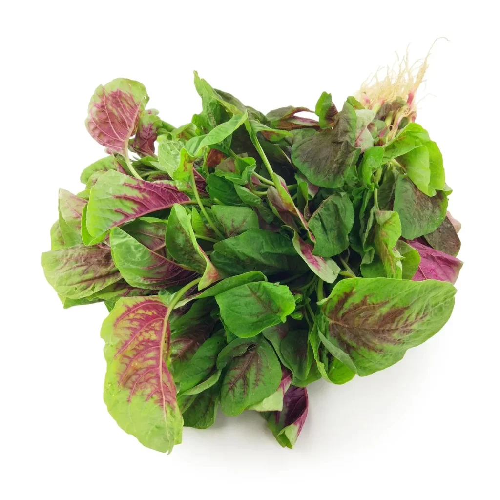 Reddish Green Leafy Vegetable Crisp Fresh