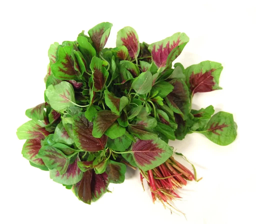 Reddish Green Leafy Vegetable Fresh Crisp