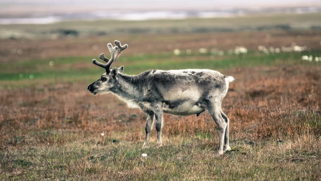 Reindeer Grassland Wildlife Nature Landscape