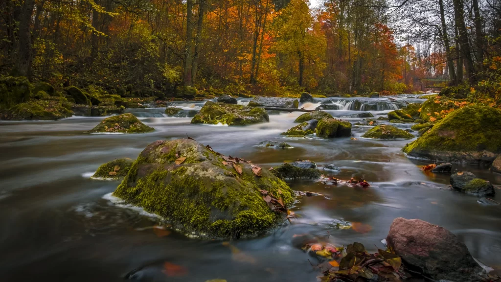 river autumn leaves forest rocks water
