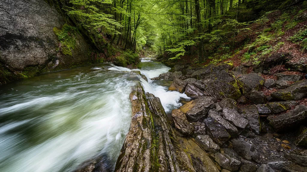 river forest rocks green water nature