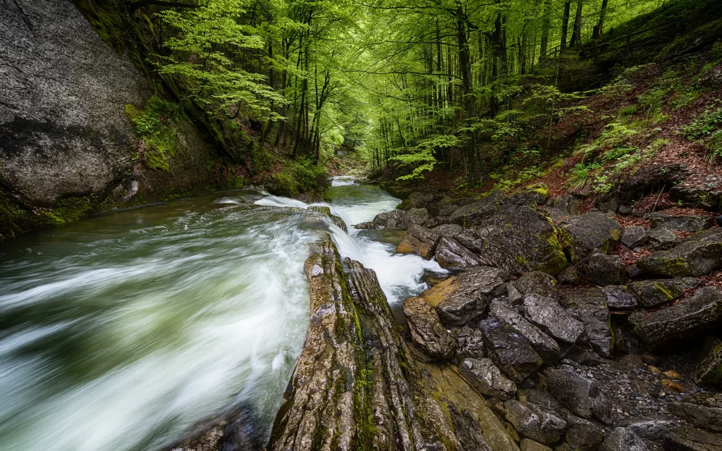 river forest rocks water green nature