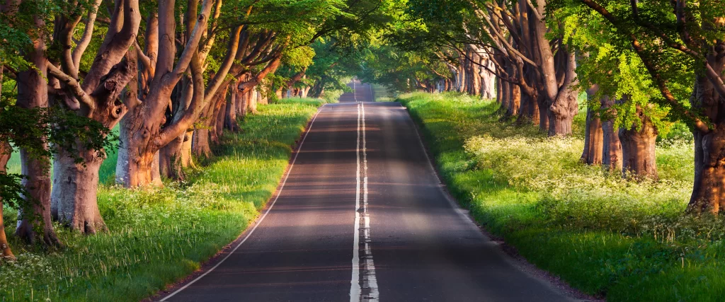 road trees green sunlight nature